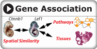 search for a summary of gene expression using spatial co-expression, KEGG pathway, or anatomy terms