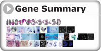 search by gene and theiler stage for a combined spatial summary of gene expression at each stage