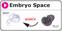 search for gene expression by spatial region